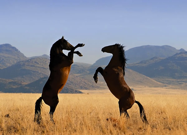 Wild_Horses_fs